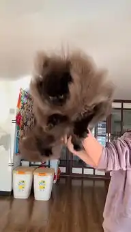 女子晒出自家猫咪的照片,网友看后直打问号第一眼以为是假发
