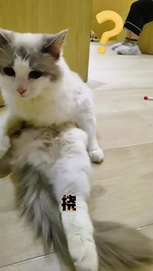 这不是中年危机吗这回猫脸可丢大了搞笑萌宠爱猫之城猫咪咖啡馆
