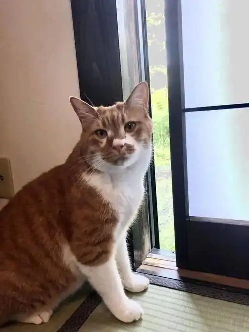 日本男子用猫毛做假发走红,5只猫你礼貌吗
