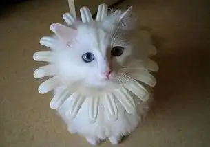 跪求有关猫的可爱图片
