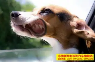 东莞新华利趣事当狗头伸出车窗的时候
