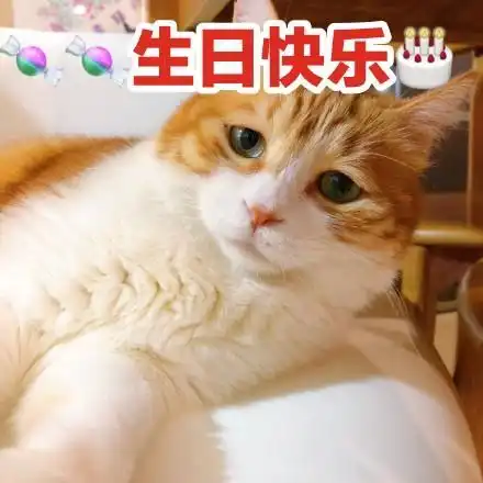 生日快乐表情包猫咪图片版13张
