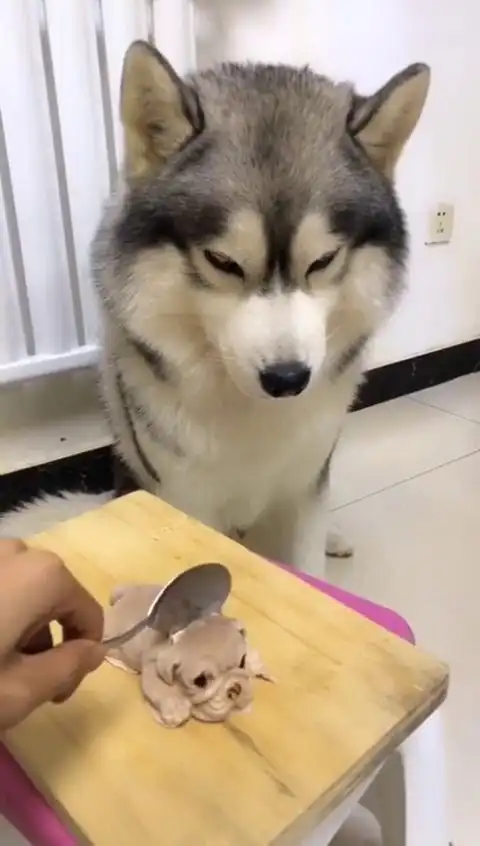 动物欢乐秀吃狗头蛋糕不同哈士奇的反应
