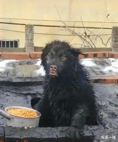 从不养野生动物,家里却出现野猪,看清后,哈哈哈这还是我的二哈
