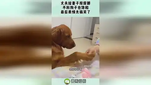 丈夫给妻子按摩脚,不料狗子也馋和,最后表情太搞笑了
