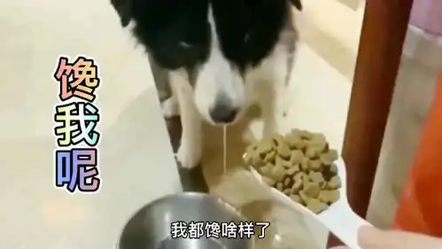 搞笑配音狗你看我都馋啥样了口水流了一地呀
