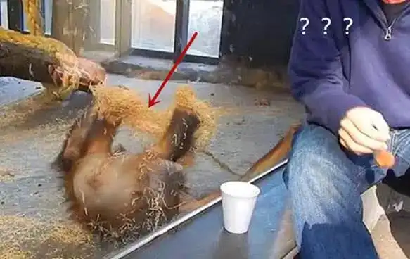 饲养员给猩猩变魔术,这货用生命在捧场,笑点也太低了吧
