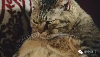爆笑猫咪图片集锦,哈哈哈哈
