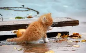 可爱好玩的小猫电脑壁纸

