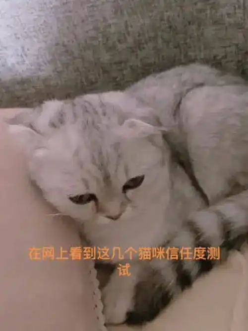 家养宠物激萌动物英国短毛猫人宠互动爆笑动物恶搞字幕恶搞配音
