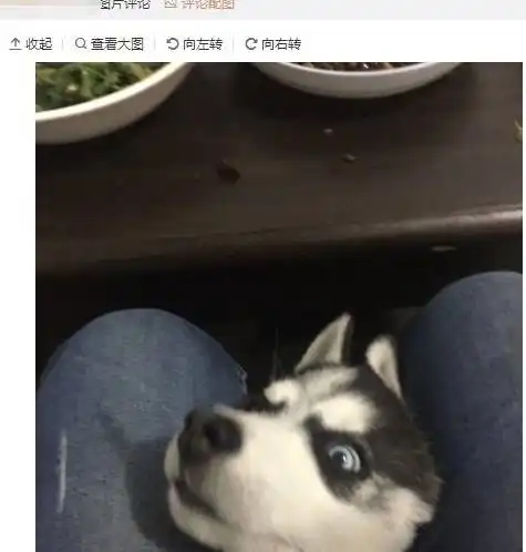 听说带哈士奇出门买菜要夹住它的狗头网友的评论让人分分钟笑翻
