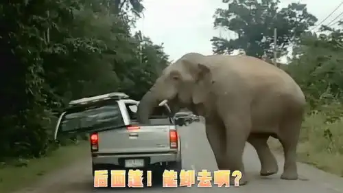搞笑配音这是我见过脾气最暴躁的大象,论拆车就没服过谁
