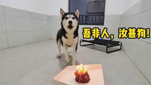 给二哈的蛋糕上点满蜡烛,傻狗自闭了实在太搞笑了

