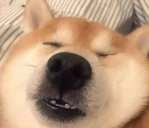 趣柴犬来了,二哈地位不保

