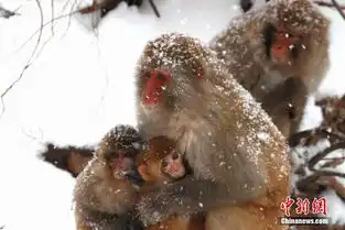 风雪里的野生猕猴猴宝宝依偎在妈妈怀里御寒

