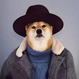 阅览室跟着世界上最会打扮的柴犬学穿衣
