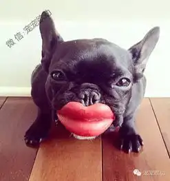 狗狗带上牙套的模样会把你笑到就医
