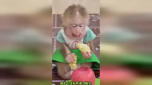 爱吃苹果的小猴哥真可爱猴子搞笑
