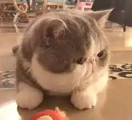 搞笑gif趣图这么胖的猫咪说不是奶奶养的都没人信
