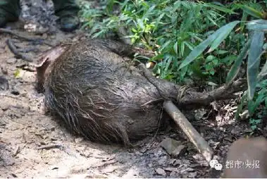 杭州西湖边野猪遭5条狗围攻寡不敌众突围失败
