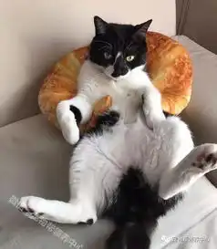 猫主子看起来很不爽,于是主人给了它一个牛角面包靠垫...
