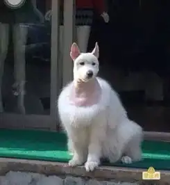搞笑图片这忧郁的狗生是没法过了
