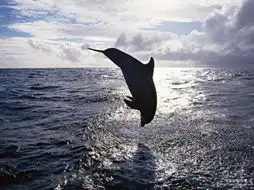 海豚4608
