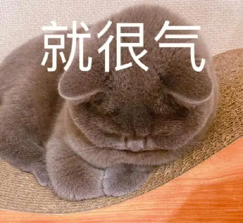 猫咪表情包合集很好,你成功引起我的注意
