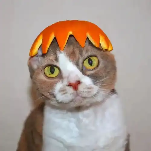 这几个行为,会让猫咪讨厌你的
