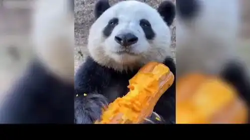 萌宠爆笑锦集,戏精出场,治愈每天不开心083
