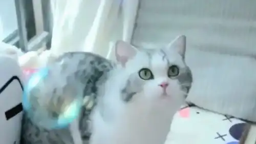 花花与三猫铲屎官偷完吹泡泡,猫咪上演抓泡泡大战,幽默互动
