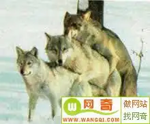 古今中外背后式做爱大全附图说明
