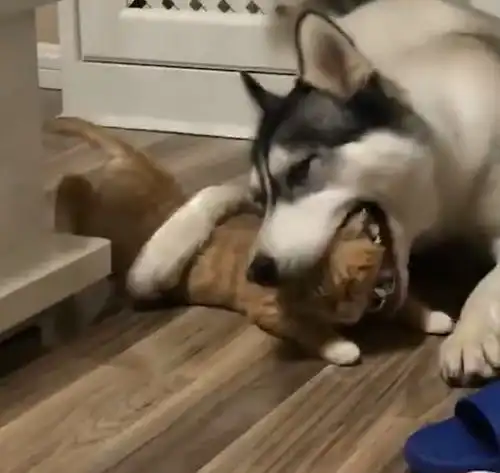 主人下班回家,眼前一幕让他不禁好笑,橘猫我好像被二哈给吸了
