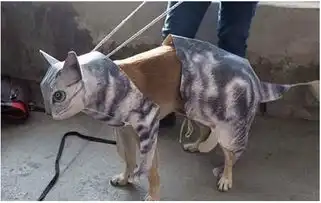 搞笑段子搞笑图片就是,我这种人怎么可能看书
