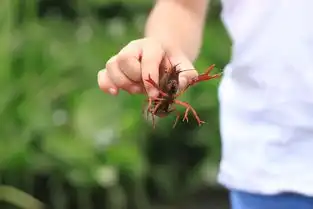小龙虾的头不能吃到底有多脏看完惊出一身冷汗
