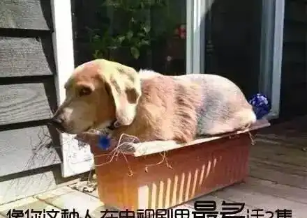 那些整天把狗当孩子养的人是什么心态
