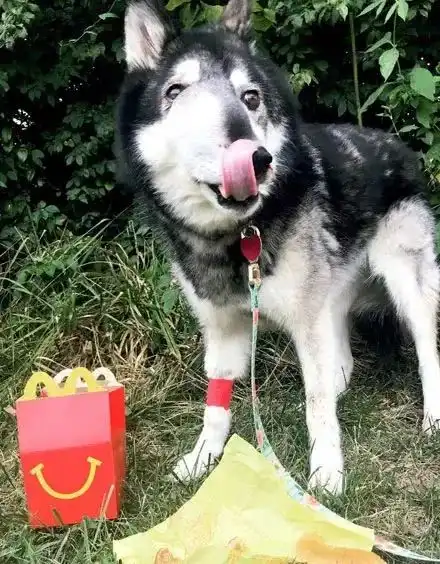哈士奇得癌症不久于人世,主人陪爱犬度过最后时光
