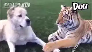 全球搞笑精选极寒条件下,泡泡结冰过程,美哭了
