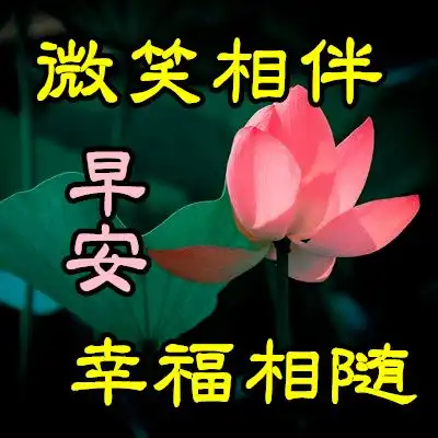 8张免打字就可以聊天的冬日早上好问候动画鲜花图片创意好看的冬日早安问候动态图片鲜花带字
