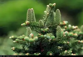植物摄影图片欣赏风光摄影摄影欣赏设计欣赏
