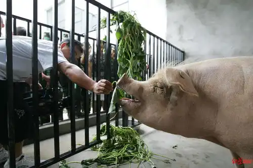 原主人带着猪坚强爱吃的食物来看它,樊建川呼吁让它安静地走完最后的日子
