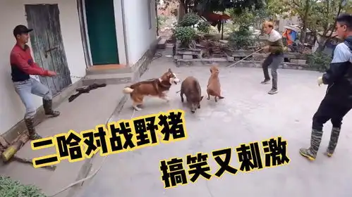家里驯养的小野猪逃了出来,五人加二哈对战野猪,场面搞笑刺激
