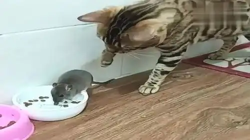 爆笑动物小老鼠偷吃猫咪的粮食,猫咪一怒之下追着老鼠跑
