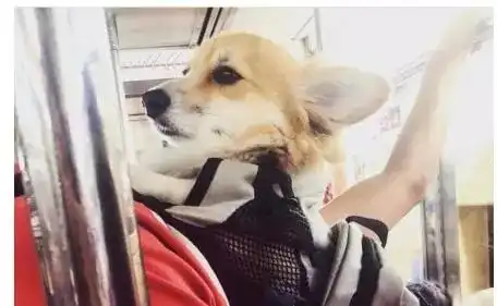 在纽约把狗狗装进包包就能带上地铁,在中国的狗何时也能这样
