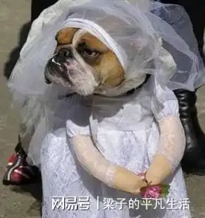 狗狗搞笑图片合集,狗狗我不是人,但你是真的狗
