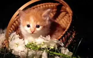 最迷人的就是猫咪和花朵
