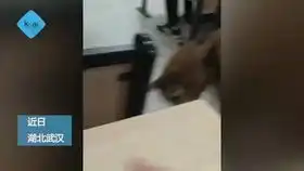 恶俗酒吧光棍节搞噱头
