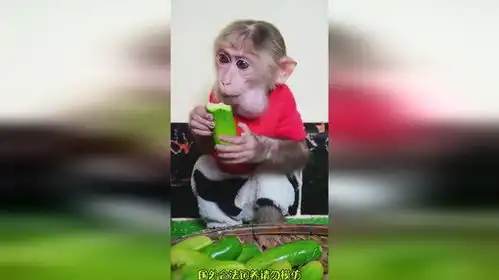 看猴哥吃瓜猴子搞笑

