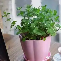 手把手教你在阳台上搞盆栽薄荷,泡茶入菜美化环境啥都行
