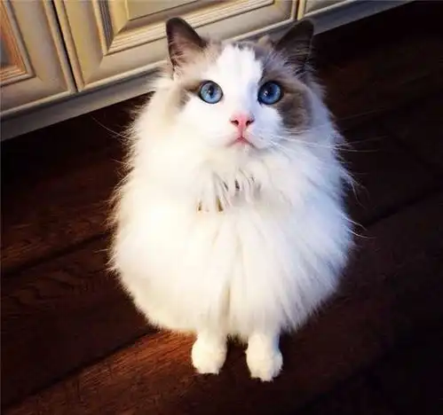 盘点新手猫奴常见的四大投食误区,搞懂了才能喂好猫
